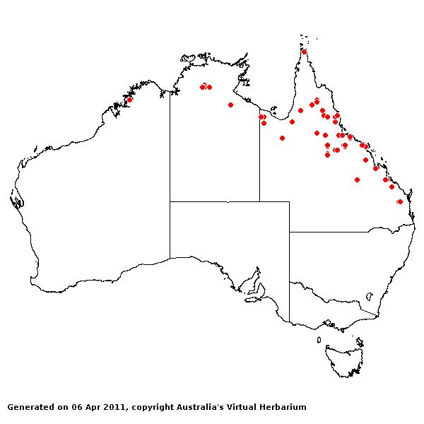 Aristida perniciosa AVH 2011