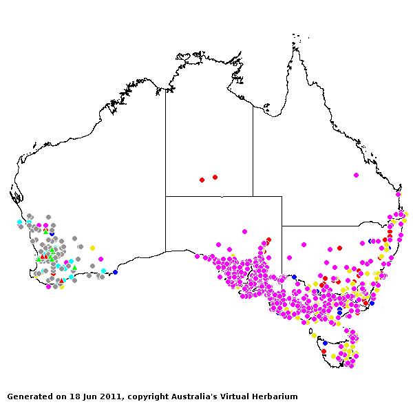 Vulpia myuros AVH 2011