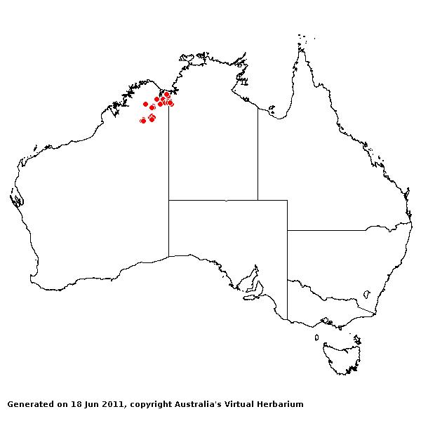 Whiteochloa biciliata AVH 2011