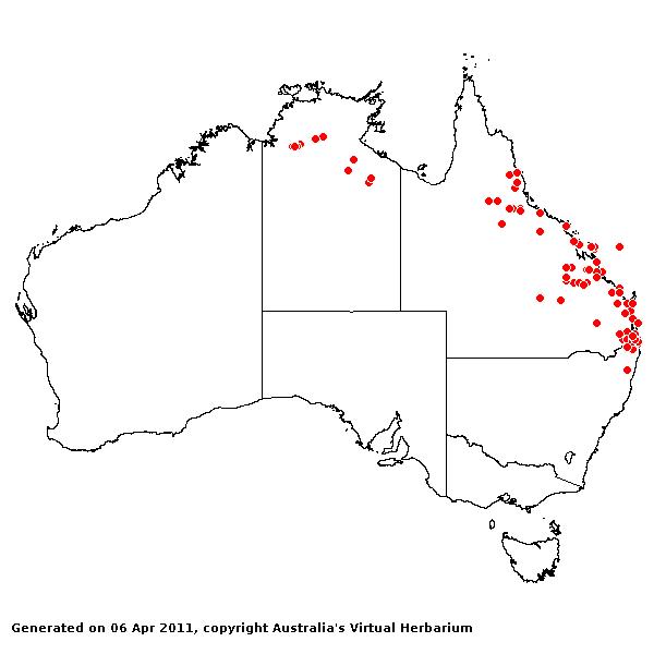 A. queenslandica var. queenslandica AVH 2011