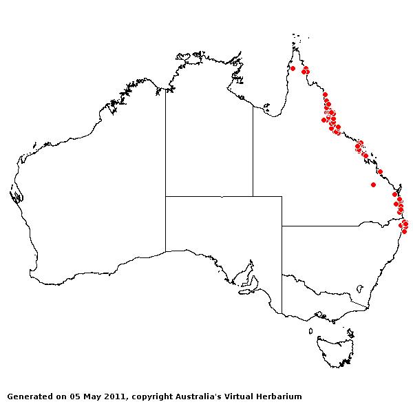 Paspalum paniculatum AVH 2011