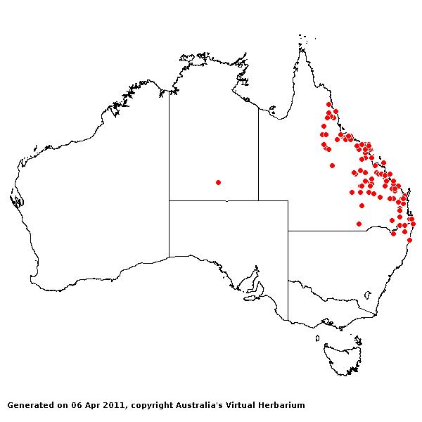 A. queenslandica var. dissimilis AVH 2011