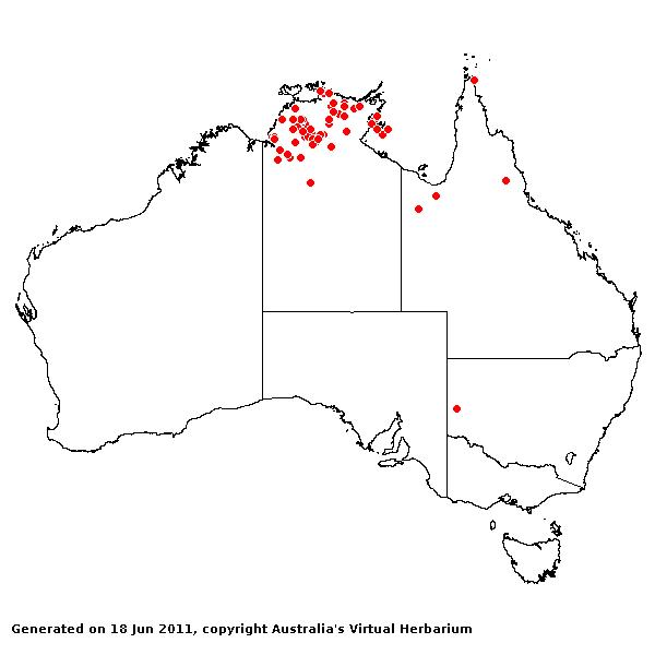 Whiteochloa semitonsa AVH 2011