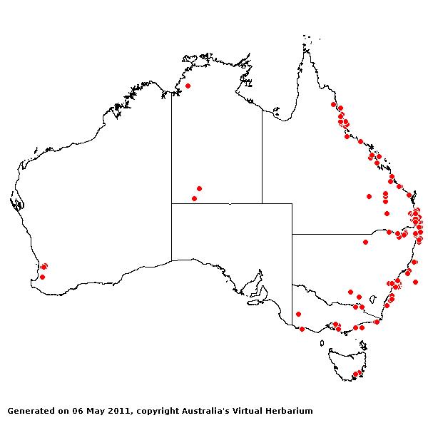Paspalum urvillei AVH 2011