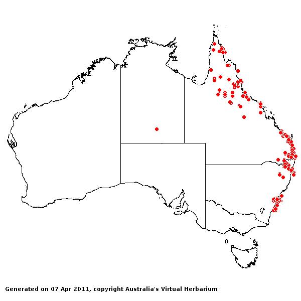 Aristida warburgii AVH 2011