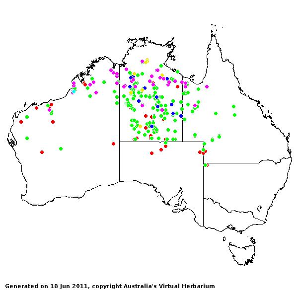 Yakirra australiensis AVH 2011
