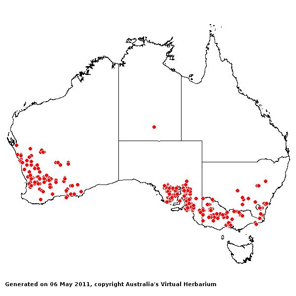 Pentameris airoides AVH 2011