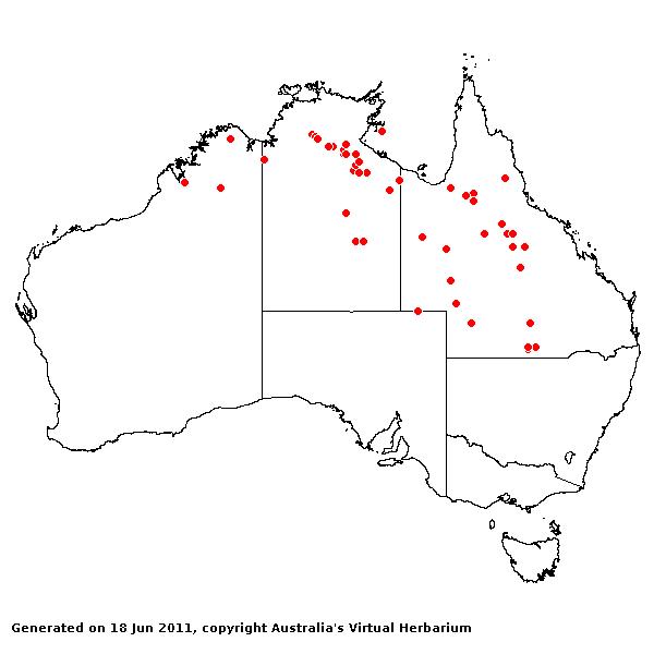 Yakirra muelleri AVH 2011