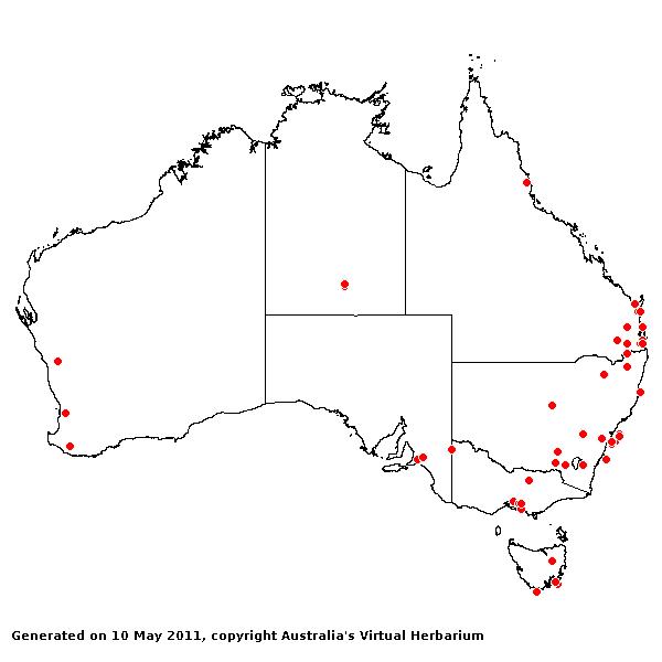 Phalaris canariensis AVH 2011