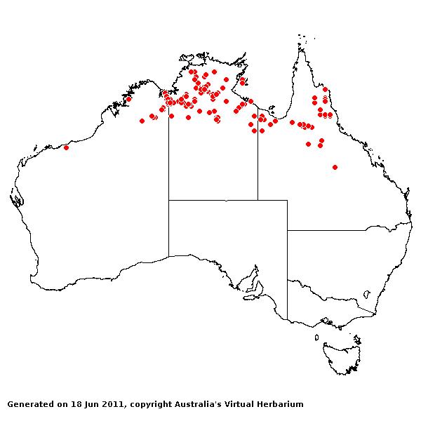 Yakirra majuscula AVH 2011