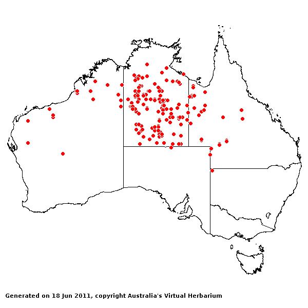 Yakirra australiensis var. australiensis AVH 2011