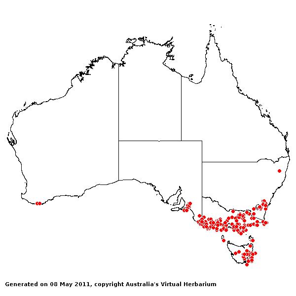 Pentapogon quadrifidus var. quadrifidus AVH 2011