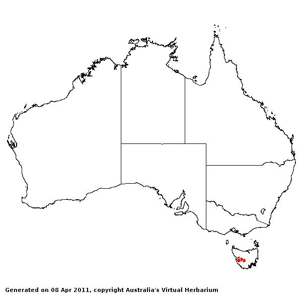 Austroderia richardii AVH 2011
