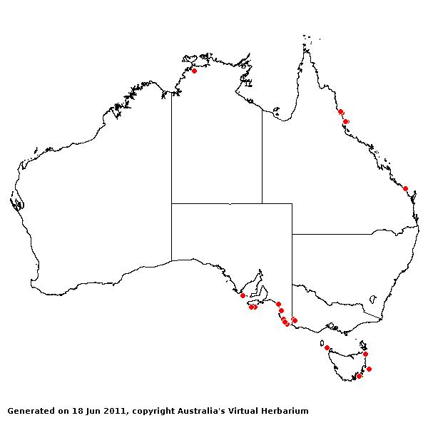 Zoysia matrella AVH 2011