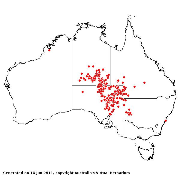 Zygochloa paradoxa AVH 2011