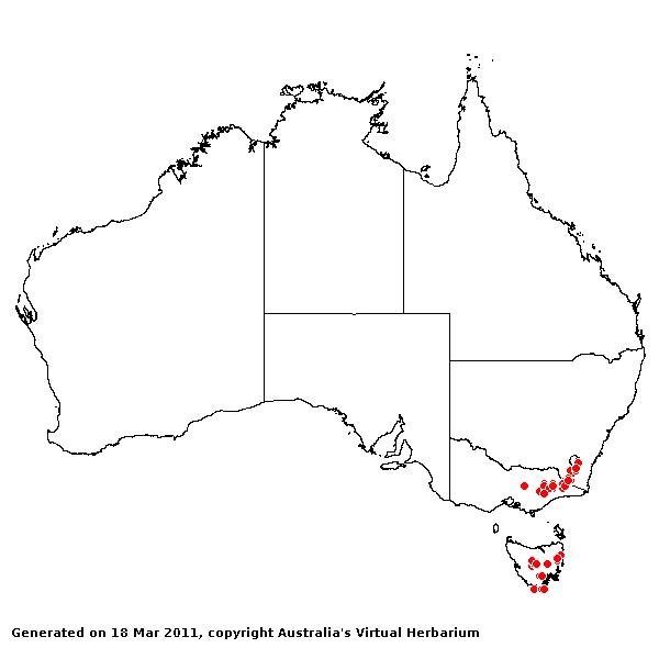 Agrostis muelleriana AVH 2011