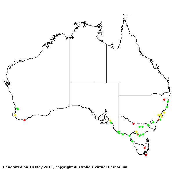 Phalaris arundinacea AVH 2011