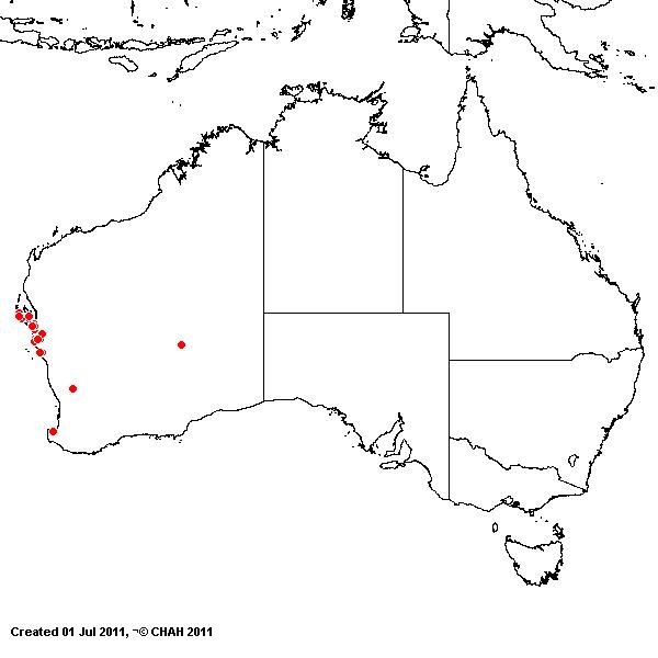 Trioidia bromoides AVH 2011