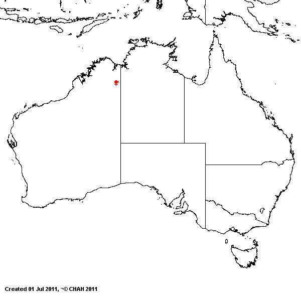 Triodia bunglensis AVH 2011