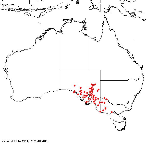 Triodia bunicola AVH 2011