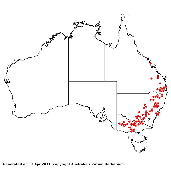 Austrostipa aristiglumis AVH 2011