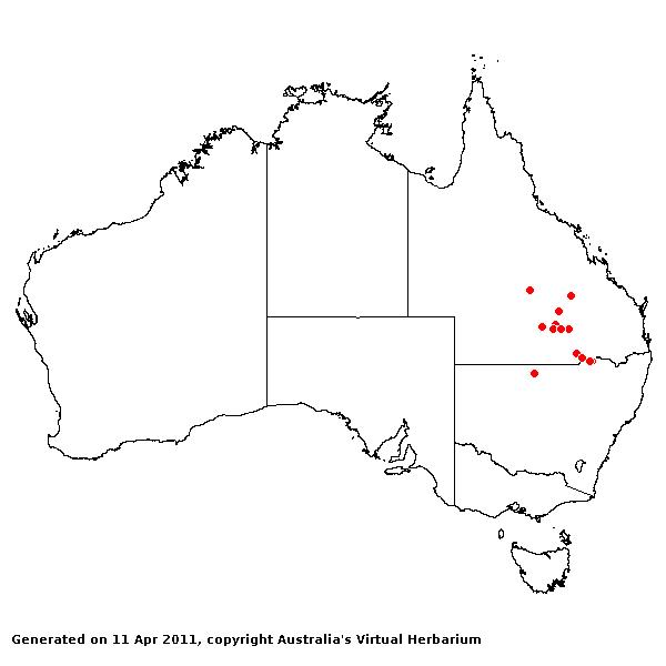 Austrostipa blakei AVH 2011