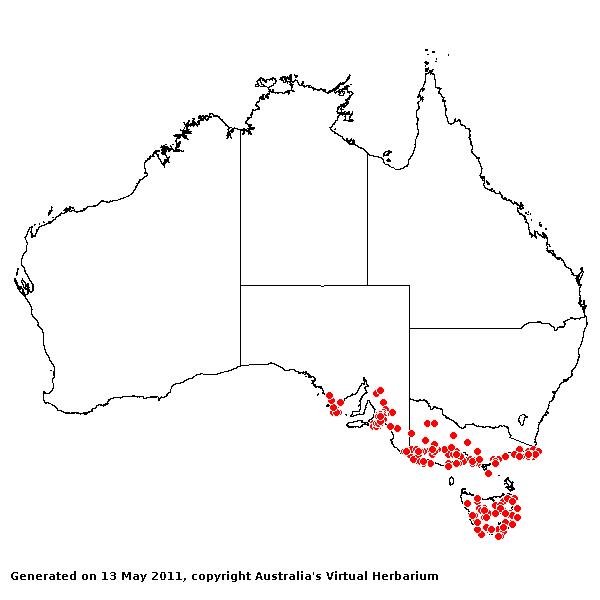 Poa clelandii AVH 2011