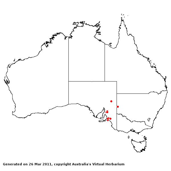 Aristida australis AVH 2011