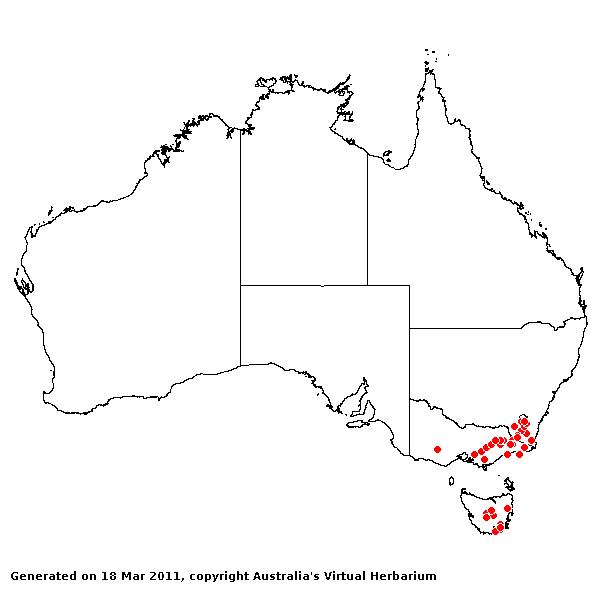 Agrostis propinqua AVH 2011