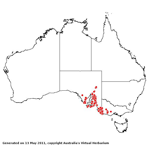 Poa crassicaudex AVH 2011
