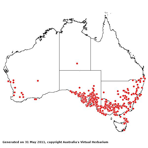 Rostraria cristata AVH 2011