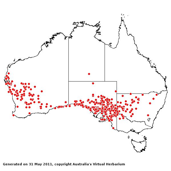 Rostraria pumila AVH 2011
