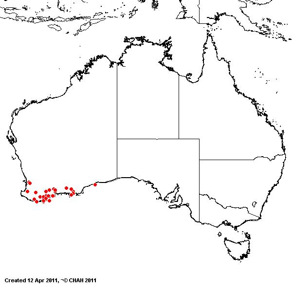 Austrostipa juncifolia AVH 2011