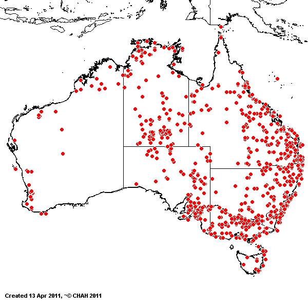 Cynodon dactylon AVH 2011