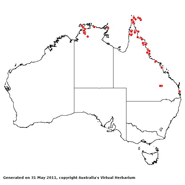 Rottboellia cochinchinensis AVH 2011