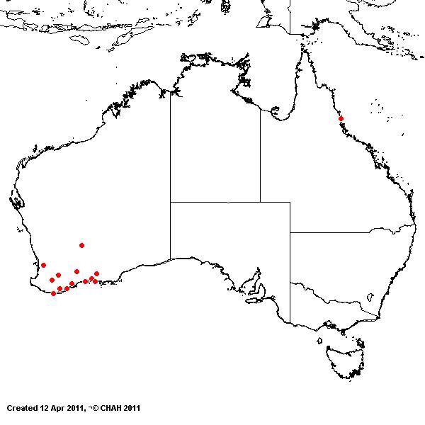 Stipagrostis pycnostachya AVH 2011