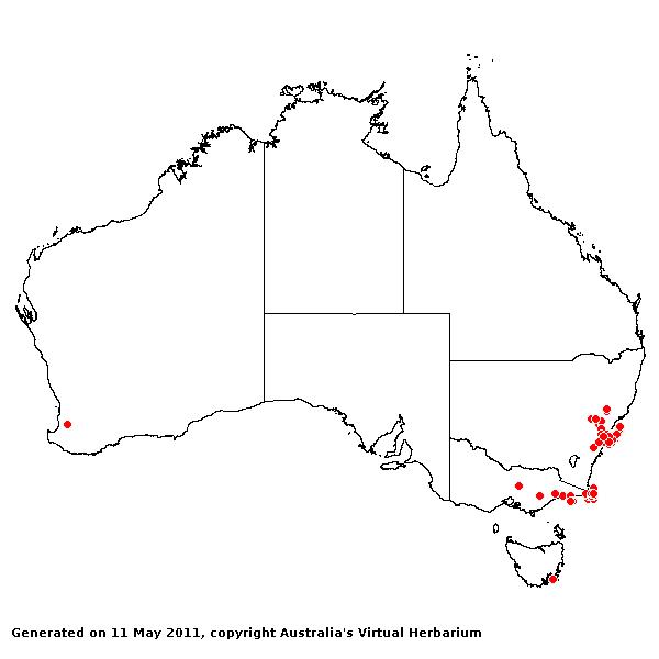 Poa affinis AVH 2011