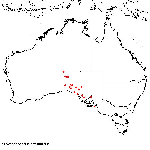 Austrostipa plumigera AVH 2011