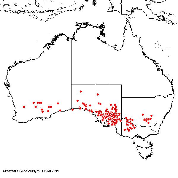 Austrostipa platychaeta AVH 2011