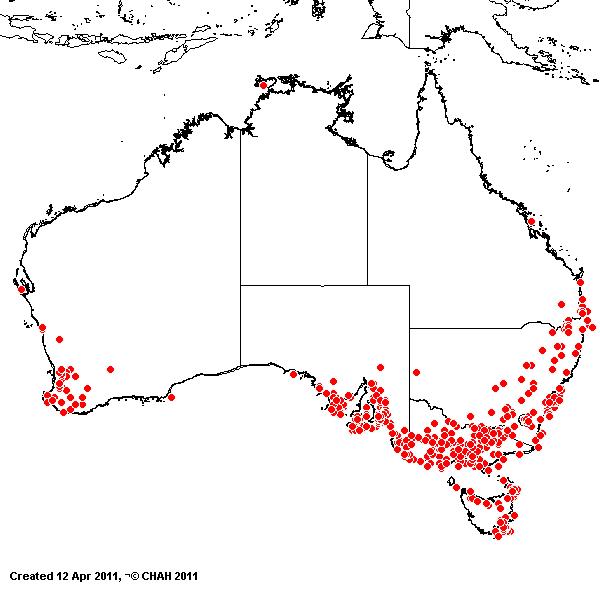 Briza minor AVH 2011