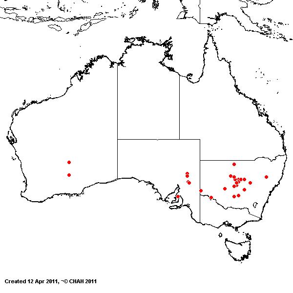 Austrostipa tuckeri AVH 2011