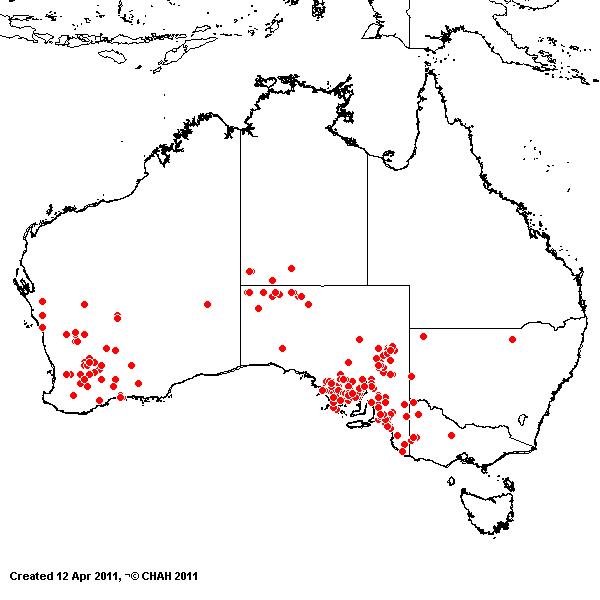 Austrostipa trichophylla AVH 2011