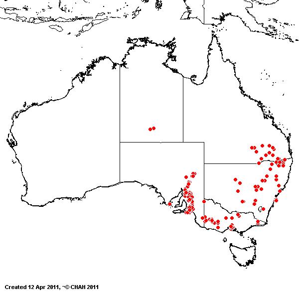Austrostipa setacea AVH 2011