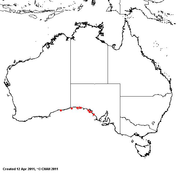 Austrostipa velutina AVH 2011