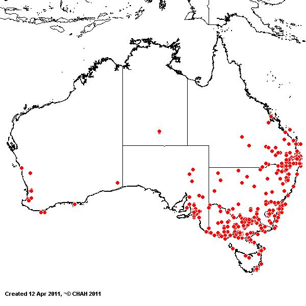 Bromus catharticus AVH 2011