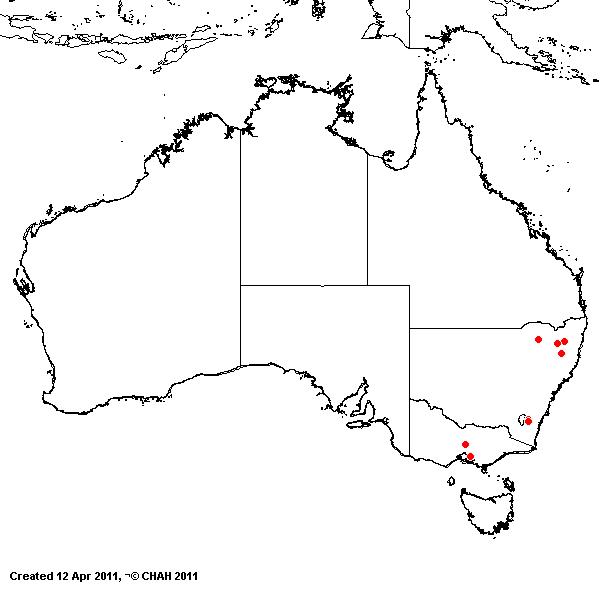 Bromus inermis AVH 2011