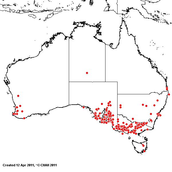 Bromus madritensis AVH 2011