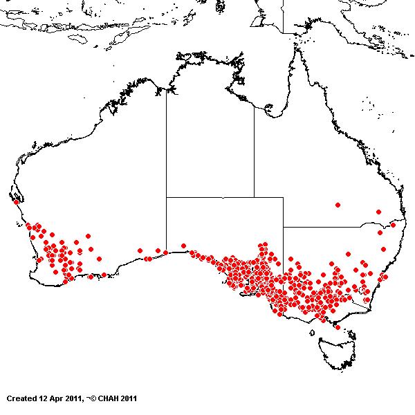 Bromus rubens AVH 2011