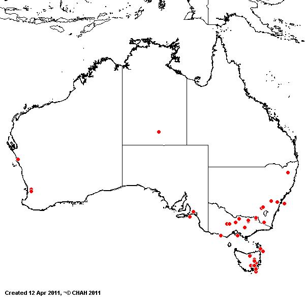 Bromus sterilis AVH 2011