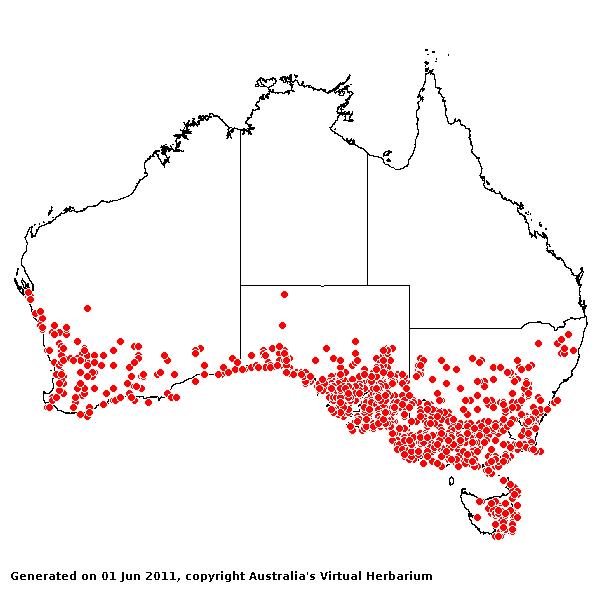 Rytidospermum caespitosum AVH 2011